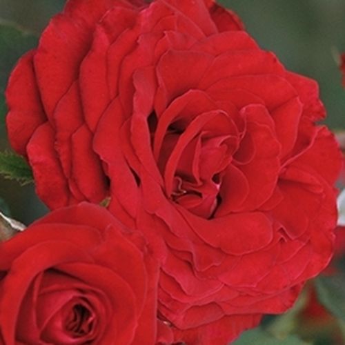 Online rózsa webáruház - teahibrid rózsa - vörös - Rosa Carmine™ - diszkrét illatú rózsa - PhenoGeno Roses - Kompakt megjelenésű, alacsony termetű rózsa, mely bőségesen nyílik. Ideális cserépbe ültetésre.